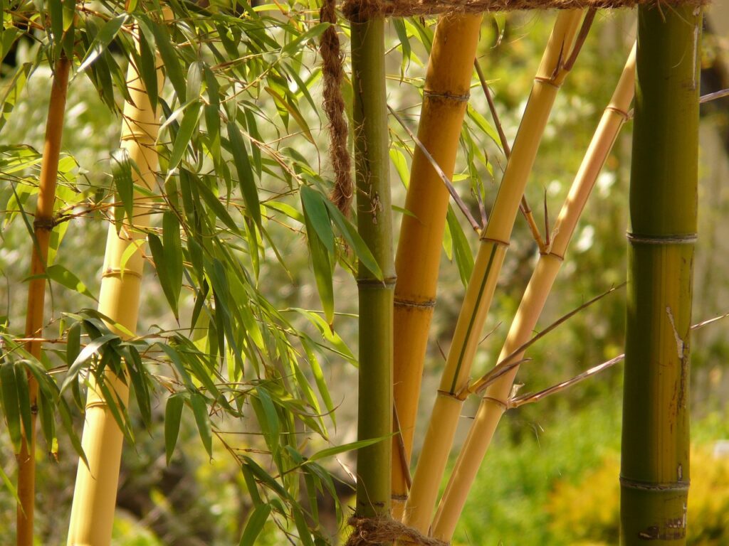 bamboo, garden bamboo, aureocaulis-5065.jpg